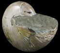 Large, Polished Nautilus Fossil - Madagascar #51852-2